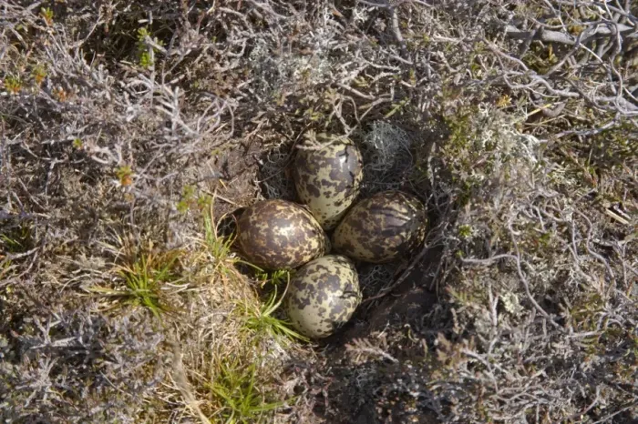 Framed Print : Eurasian Golden Plover (Pluvialis apricaria) four eggs in nest, Yell, Shetland Islands, Scotland Framed Print : Eurasian Golden Plover (Pluvialis apricaria) four eggs in nest, Yell, Shetland Islands, Scotland