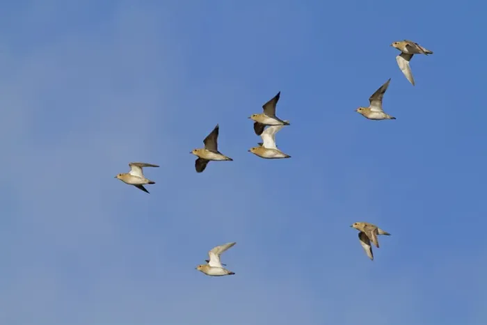 Framed Print : Eurasian Golden Plover (Pluvialis apricaria) flock, in flight, Norfolk, England, January Framed Print : Eurasian Golden Plover (Pluvialis apricaria) flock, in flight, Norfolk, England, January