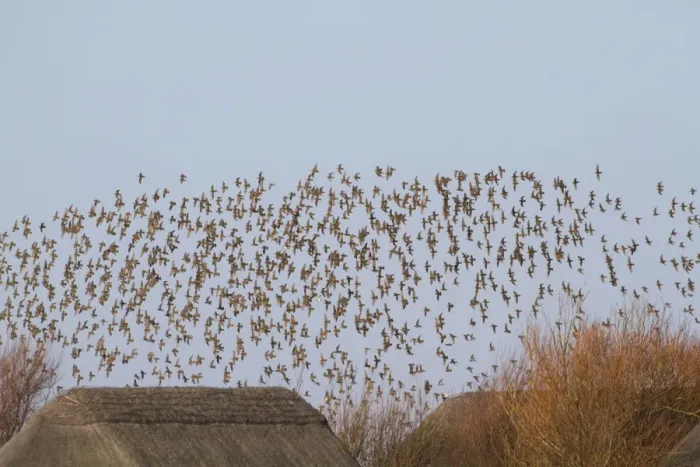 Framed Print : Eurasian Golden Plover (Pluvialis apricaria) flock, in flight over thatched roofs of hides, Cley Marshes Reserve, Cley-next-the-sea, Norfolk, England, january Framed Print : Eurasian Golden Plover (Pluvialis apricaria) flock, in flight over thatched roofs of hides, Cley Marshes Reserve, Cley-next-the-sea, Norfolk, England, january