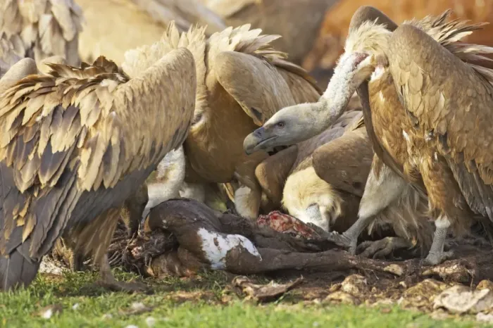 Framed Print : Eurasian Griffon Vulture (Gyps fulvus) aduls, group feeding on carcass of dead sheep, Refugio de Rapaces W. W. F. Reserve, Segovia, Castile and Leon, Spain Framed Print : Eurasian Griffon Vulture (Gyps fulvus) aduls, group feeding on carcass of dead sheep, Refugio de Rapaces W. W. F. Reserve, Segovia, Castile and Leon, Spain