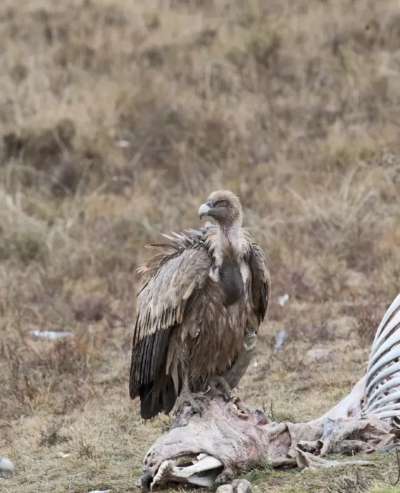 Framed Print : Eurasian Griffon Vulture (Gyps fulvus) adult, feeding on carrion, Spain, january Framed Print : Eurasian Griffon Vulture (Gyps fulvus) adult, feeding on carrion, Spain, january