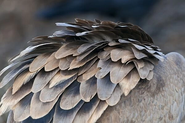 Eurasian Griffon Vulture (Gyps fulvus) adult, close-up of feathers, Pyrenees, Catalonia, Spain, november