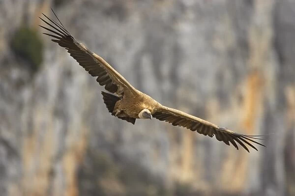 Eurasian Griffon Vulture (Gyps fulvus) adult, in flight, Segovia, Castile and Leon, Spain
