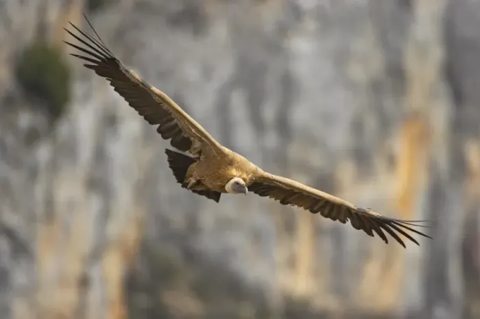 Framed Print : Eurasian Griffon Vulture (Gyps fulvus) adult, in flight, Segovia, Castile and Leon, Spain