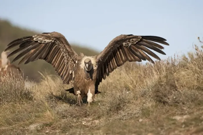 Framed Print : Eurasian Griffon Vulture (Gyps fulvus) adult, with wings spread, Pyrenees, Catalonia, Spain, november Framed Print : Eurasian Griffon Vulture (Gyps fulvus) adult, with wings spread, Pyrenees, Catalonia, Spain, november