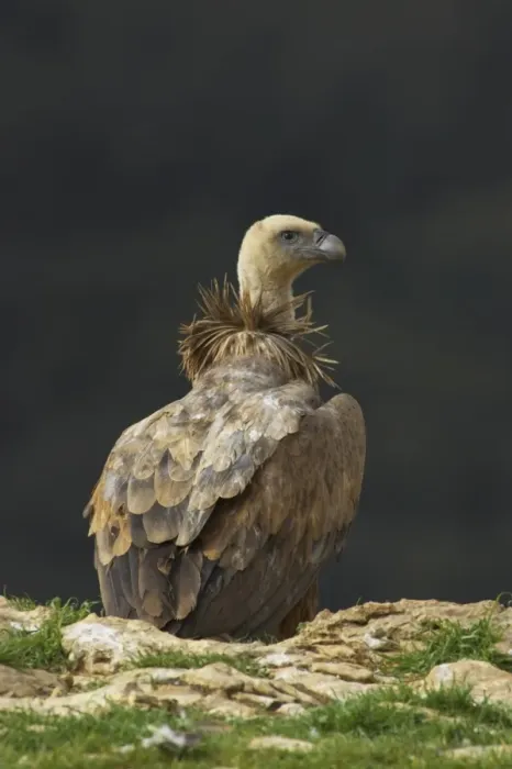 Framed Print : Eurasian Griffon Vulture (Gyps fulvus) adult, standing on cliff edge, Segovia, Castile and Leon, Spain Framed Print : Eurasian Griffon Vulture (Gyps fulvus) adult, standing on cliff edge, Segovia, Castile and Leon, Spain