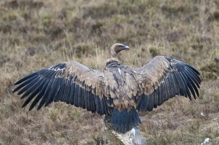 Framed Print : Eurasian Griffon Vulture (Gyps fulvus) adult, with wings spread, standing on rock, Spain, january