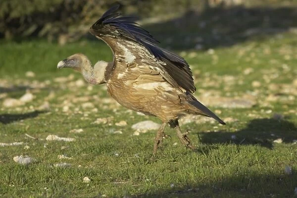 Eurasian Griffon Vulture (Gyps fulvus) adult, running and taking off, Segovia, Castile and Leon, Spain