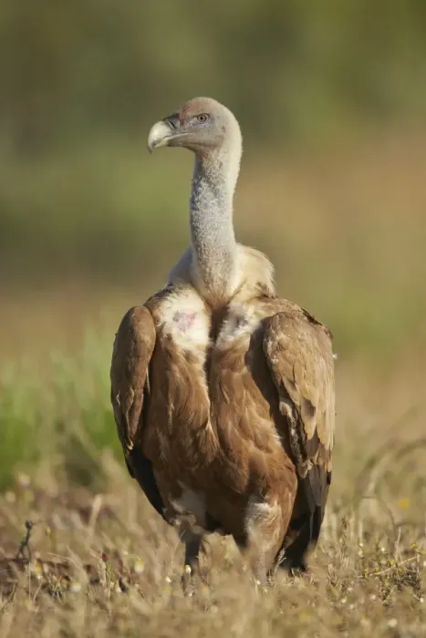 Framed Print : Eurasian Griffon Vulture (Gyps fulvus) adult, standing on ground, Extremadura, Spain, May