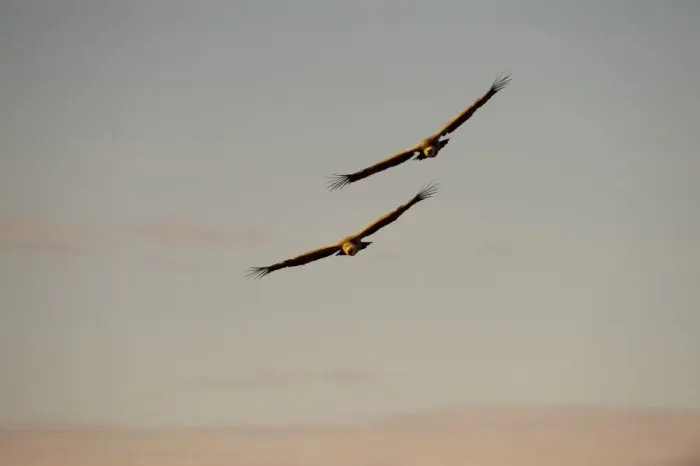 Framed Print : Eurasian Griffon Vulture (Gyps fulvus) two adults, in flight, Catalonia, Spain, november Framed Print : Eurasian Griffon Vulture (Gyps fulvus) two adults, in flight, Catalonia, Spain, november