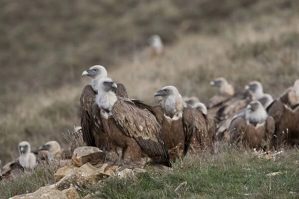 Eurasian Griffon Vulture (Gyps fulvus) flock, standing on hillside, Pyrenees, Catalonia, Spain, november
