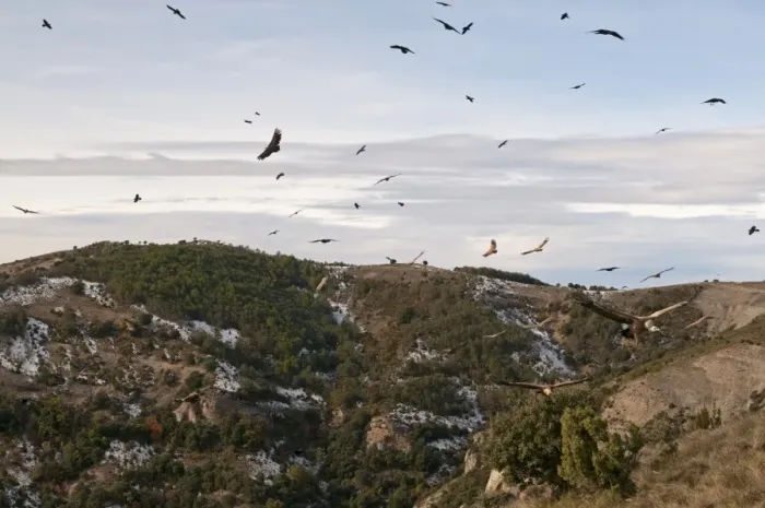 Framed Print : Eurasian Griffon Vulture (Gyps fulvus) flock, in flight, soaring over mountain habitat, Pyrenees, Catalonia, Spain, november Framed Print : Eurasian Griffon Vulture (Gyps fulvus) flock, in flight, soaring over mountain habitat, Pyrenees, Catalonia, Spain, november