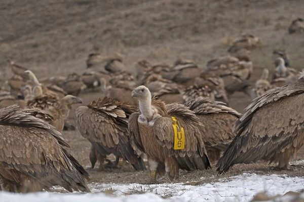 Eurasian Griffon Vulture (Gyps fulvus) flock, one with wing tag, feeding on carrion at feeding station, Spain, January