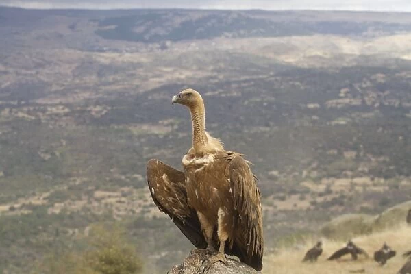 Eurasian Griffon Vulture (Gyps fulvus) juvenile, standing on rock, Castilla y Leon, Spain, September