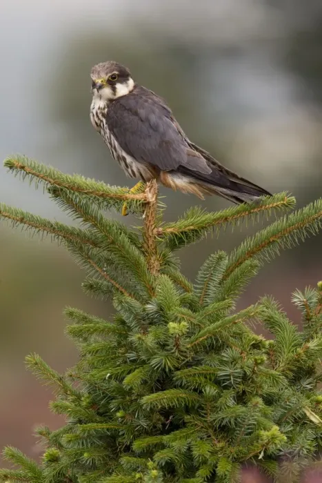 Framed Print : Eurasian Hobby (Falco subbuteo) adult, perched on conifer tree, Wales, october Framed Print : Eurasian Hobby (Falco subbuteo) adult, perched on conifer tree, Wales, october