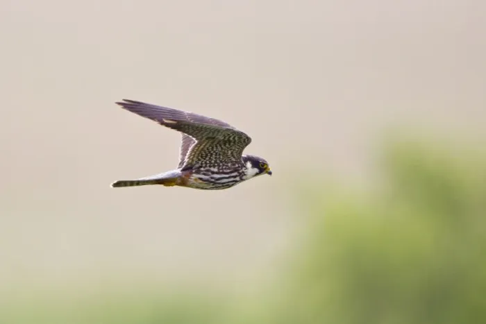 Framed Print : Eurasian Hobby (Falco subbuteo) adult, in flight, Minsmere RSPB Reserve, Suffolk, England, june Framed Print : Eurasian Hobby (Falco subbuteo) adult, in flight, Minsmere RSPB Reserve, Suffolk, England, june