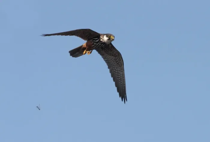 Framed Print : Eurasian Hobby (Falco subbuteo) adult, in flight, dropping dragonfly prey, Staffordshire, England, september Framed Print : Eurasian Hobby (Falco subbuteo) adult, in flight, dropping dragonfly prey, Staffordshire, England, september