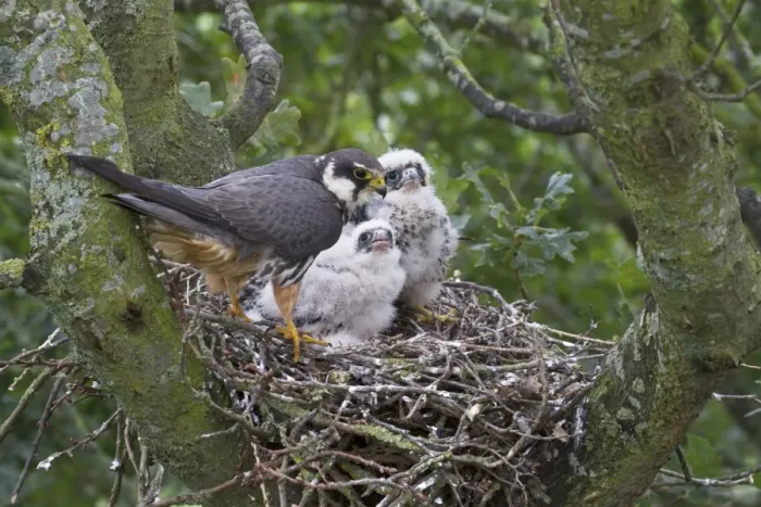 Framed Print : Eurasian Hobby (Falco subbuteo) adult female with chicks at nest, nesting in old crow nest in Oak (Quercus sp. ) tree, Shropshire, England, august Framed Print : Eurasian Hobby (Falco subbuteo) adult female with chicks at nest, nesting in old crow nest in Oak (Quercus sp. ) tree, Shropshire, England, august