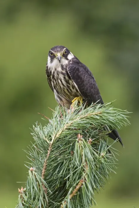 Framed Print : Eurasian Hobby (Falco subbuteo) immature, perched on pine tree, August (captive) Framed Print : Eurasian Hobby (Falco subbuteo) immature, perched on pine tree, August (captive)