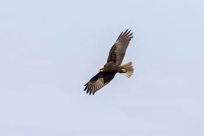 Framed Print : Eurasian Hobby (Falco subbuteo) juvenile, in flight, feeding on dragonfly prey, Minsmere RSPB Reserve, Suffolk