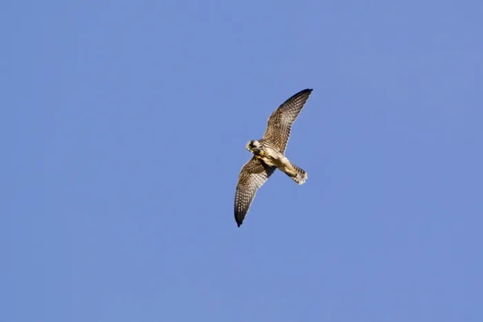 Framed Print : Eurasian Hobby (Falco subbuteo) juvenile, in flight, feeding on dragonfly prey, Minsmere RSPB Reserve, Suffolk, England, october Framed Print : Eurasian Hobby (Falco subbuteo) juvenile, in flight, feeding on dragonfly prey, Minsmere RSPB Reserve, Suffolk, England, october