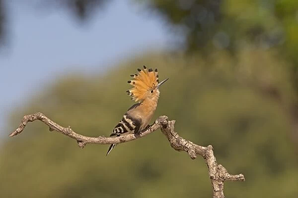 Eurasian Hoopoe (Upupa epops) adult, with raised crest, anticipating attack by European Bee-eater (Apiaster merops)