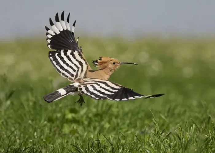Framed Print : Eurasian Hoopoe (Upupa epops) adult, in flight, Hortobagy N. P. Hungary, April