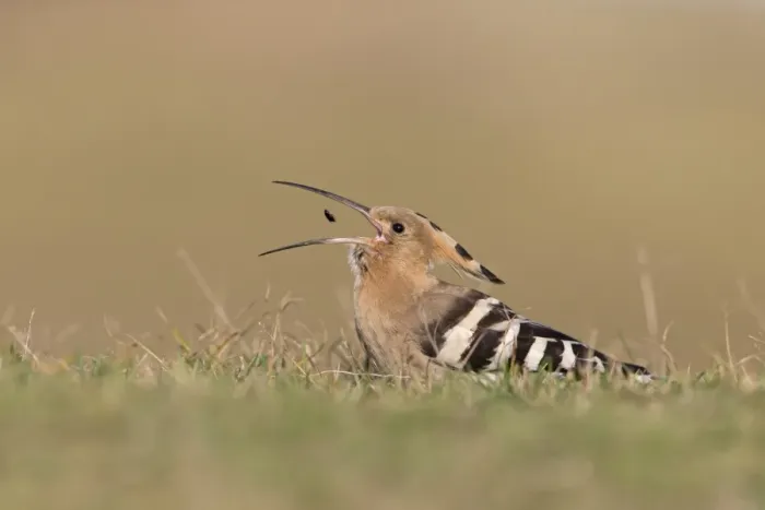 Framed Print : Eurasian Hoopoe (Upupa epops) adult, feeding, tossing up and catching beetle in beak, standing on ground, Suffolk Framed Print : Eurasian Hoopoe (Upupa epops) adult, feeding, tossing up and catching beetle in beak, standing on ground, Suffolk
