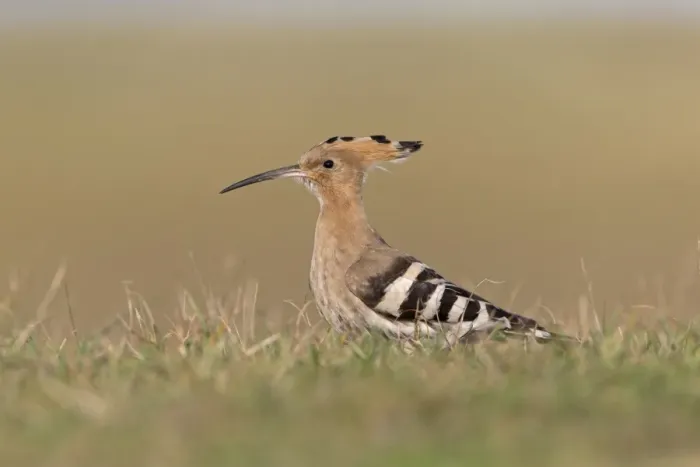 Framed Print : Eurasian Hoopoe (Upupa epops) adult, standing on ground, Suffolk, England, October Framed Print : Eurasian Hoopoe (Upupa epops) adult, standing on ground, Suffolk, England, October