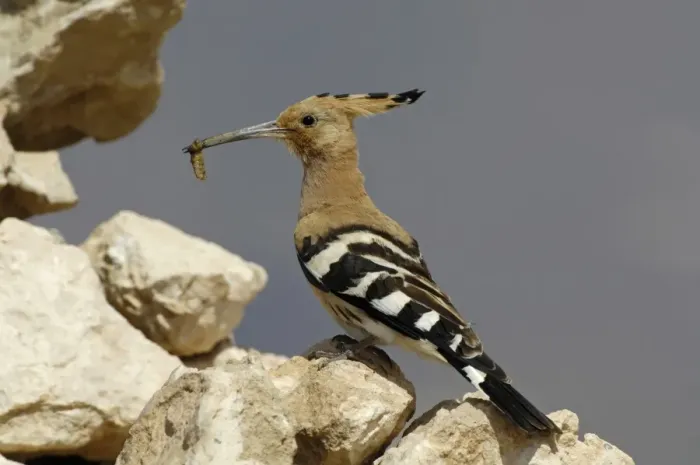 Framed Print : Eurasian Hoopoe (Upupa epops) adult, with grub in beak, perched on rock, Fuerteventura, Canary Islands, march Framed Print : Eurasian Hoopoe (Upupa epops) adult, with grub in beak, perched on rock, Fuerteventura, Canary Islands, march