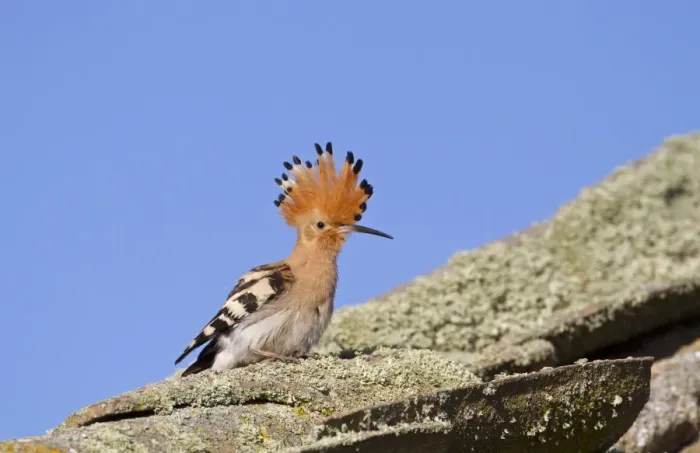 Framed Print : Eurasian Hoopoe (Upupa epops) adult, with crest raised, standing on old roof, Spain Framed Print : Eurasian Hoopoe (Upupa epops) adult, with crest raised, standing on old roof, Spain