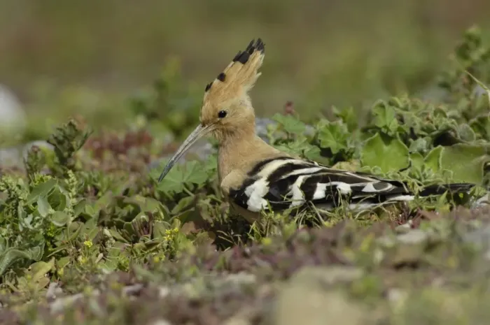 Framed Print : Eurasian Hoopoe (Upupa epops) adult, foraging amongst vegetation, Fuerteventura, Canary Islands, march Framed Print : Eurasian Hoopoe (Upupa epops) adult, foraging amongst vegetation, Fuerteventura, Canary Islands, march