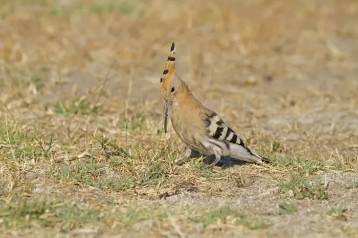 Framed Print : Eurasian Hoopoe (Upupa epops) adult, digging for grubs, feeding on ground, Castilla y Leon, Spain, August Framed Print : Eurasian Hoopoe (Upupa epops) adult, digging for grubs, feeding on ground, Castilla y Leon, Spain, August