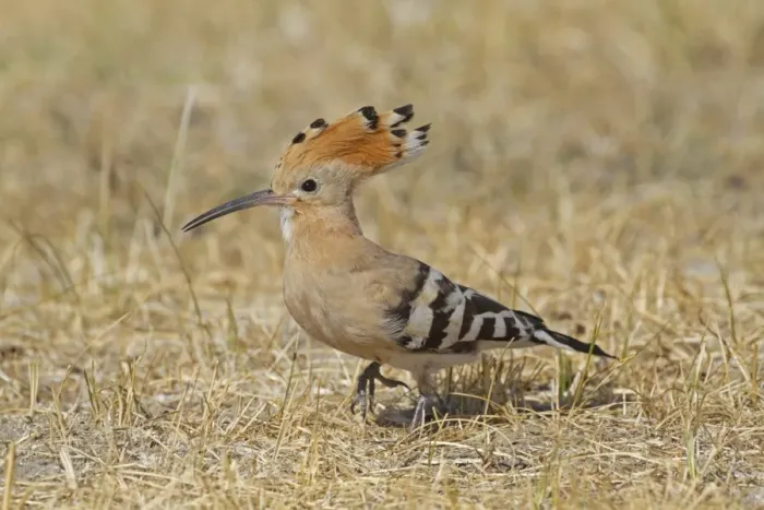 Framed Print : Eurasian Hoopoe (Upupa epops) adult, with partially raised crest, foraging on ground, Castilla y Leon, Spain, August Framed Print : Eurasian Hoopoe (Upupa epops) adult, with partially raised crest, foraging on ground, Castilla y Leon, Spain, August