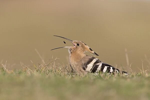 Eurasian Hoopoe (Upupa epops) adult, feeding, tossing up and catching beetle in beak, standing on ground, Suffolk