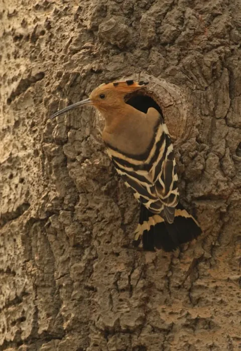 Framed Print : Eurasian Hoopoe (Upupa epops saturata) adult, at nesthole entrance in tree trunk, Beidaihe, Hebei, China, may Framed Print : Eurasian Hoopoe (Upupa epops saturata) adult, at nesthole entrance in tree trunk, Beidaihe, Hebei, China, may