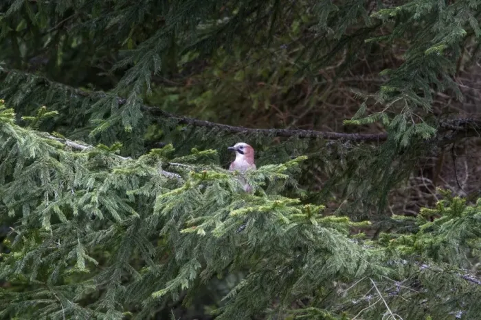 Framed Print : Eurasian Jay on conifer tree