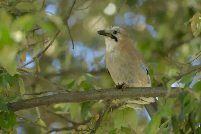 Framed Print : Eurasian Jay (Garrulus glandarius) adult, with food held in feet, perched on Holm Oak (Quercus ilex) branch, Croatia Framed Print : Eurasian Jay (Garrulus glandarius) adult, with food held in feet, perched on Holm Oak (Quercus ilex) branch, Croatia