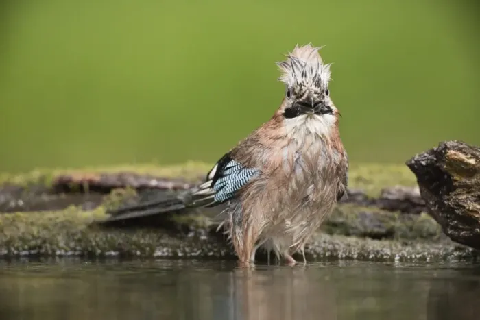 Framed Print : Eurasian Jay (Garrulus glandarius) adult, bathing at pool in woodland, Debrecen, Hungary, April