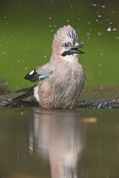 Framed Print : Eurasian Jay (Garrulus glandarius) adult, bathing at pool in woodland, Debrecen, Hungary, April Framed Print : Eurasian Jay (Garrulus glandarius) adult, bathing at pool in woodland, Debrecen, Hungary, April