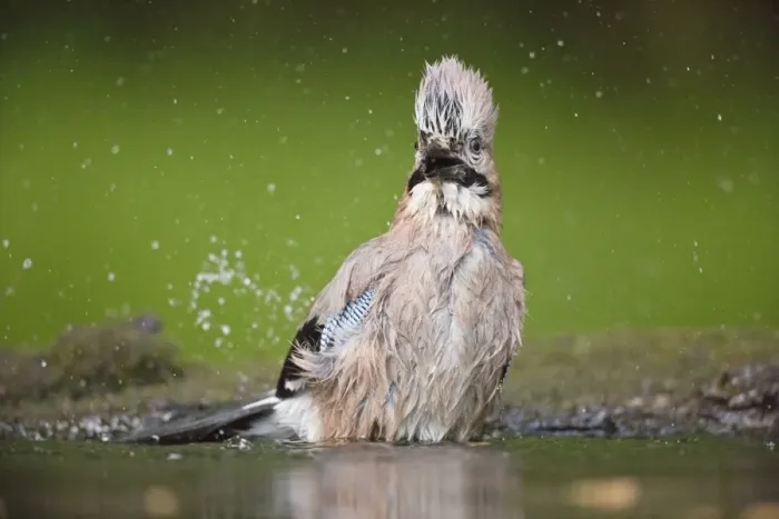 Framed Print : Eurasian Jay (Garrulus glandarius) adult, bathing at pool in woodland, Debrecen, Hungary, April