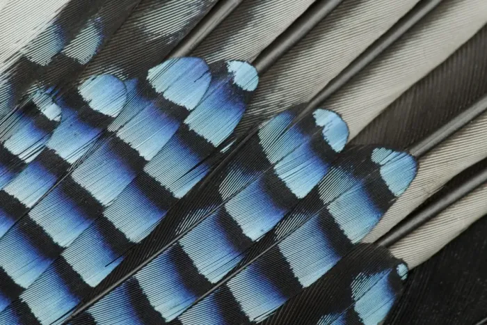 Framed Print : Eurasian Jay (Garrulus glandarius) adult, close-up of wing feathers, Sheffield, South Yorkshire, England, may Framed Print : Eurasian Jay (Garrulus glandarius) adult, close-up of wing feathers, Sheffield, South Yorkshire, England, may