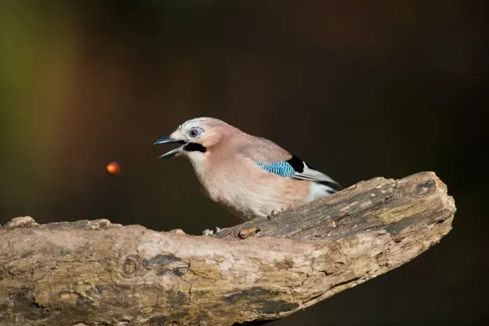 Framed Print : Eurasian Jay (Garrulus glandarius) adult, tossing acorn, perched on log in oak woodland, Norfolk, England, december