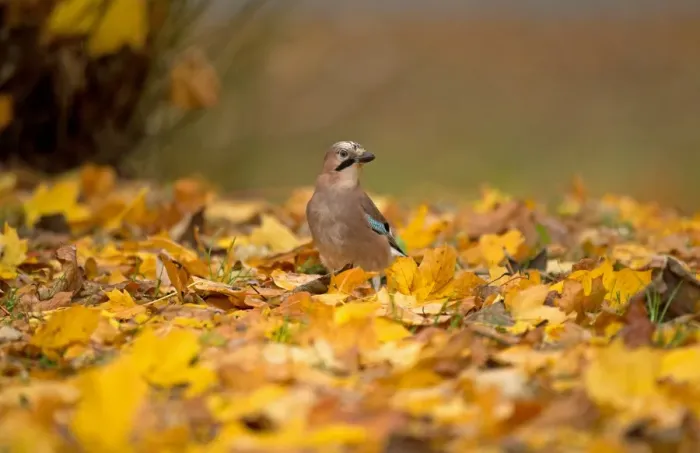 Framed Print : Eurasian Jay (Garrulus glandarius) adult, standing amongst fallen leaves, Merseyside, England, November Framed Print : Eurasian Jay (Garrulus glandarius) adult, standing amongst fallen leaves, Merseyside, England, November