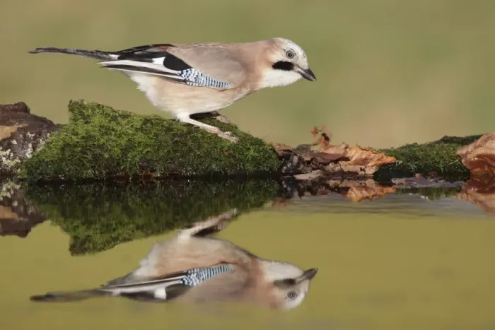Framed Print : Eurasian Jay (Garrulus glandarius) adult, standing at edge of pool in farmland, West Yorkshire, England, December Framed Print : Eurasian Jay (Garrulus glandarius) adult, standing at edge of pool in farmland, West Yorkshire, England, December