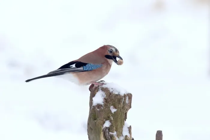 Framed Print : Eurasian Jay (Garrulus glandarius) adult, with acorn in beak, perched on fencepost in snow, Warwickshire, England