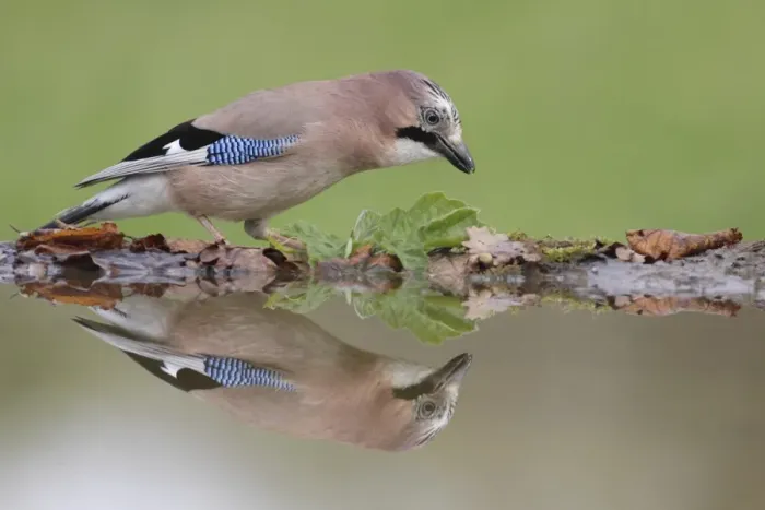 Framed Print : Eurasian Jay (Garrulus glandarius) adult, standing at edge of pool with reflection, West Yorkshire, England, May