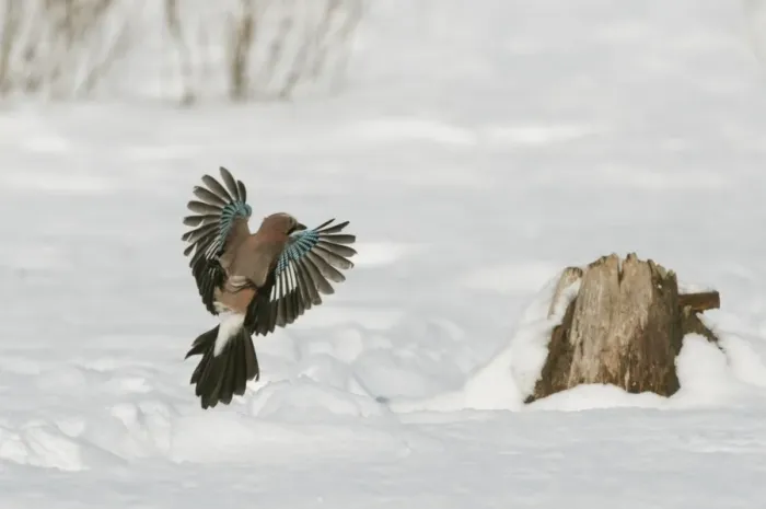 Framed Print : Eurasian Jay (Garrulus glandarius) adult, in flight, landing at stump in snow, Bialowieza N. P