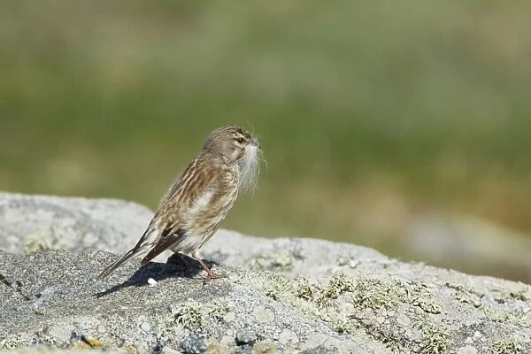 Eurasian Linnet (Carduelis cannabina) adult female, collecting nesting material in beak, standing on rock, Guernsey