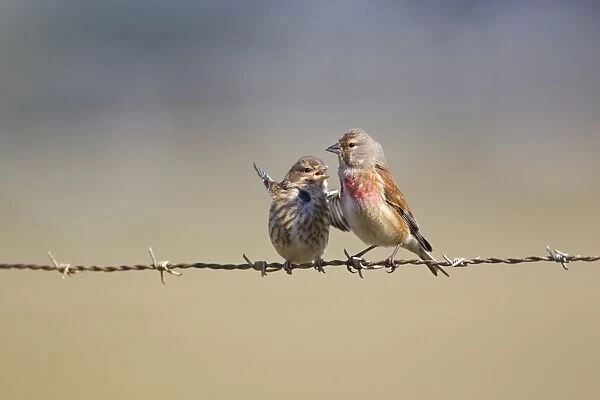 Eurasian Linnet (Carduelis cannabina) adult male, feeding begging chick, perched on barbed wire fence, Cornwall, England, june